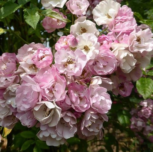 Blush Rambler is very floriforus pink rambling rose.