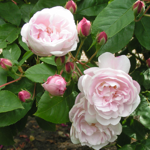 Blush Noisette - Pink Climbing Rose