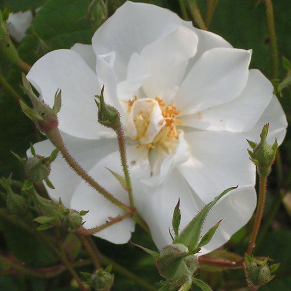 Bobbie James - White Rambling Rose