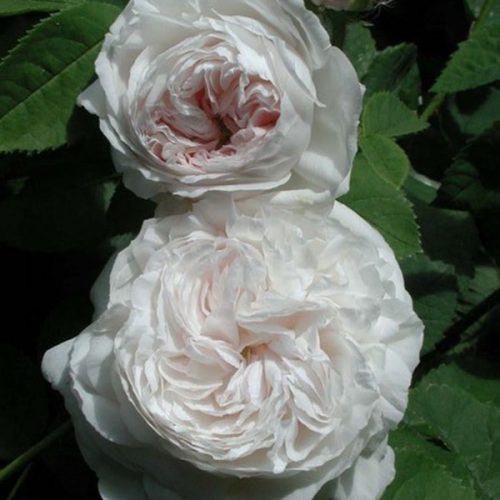 Botzaris - Damask Rose