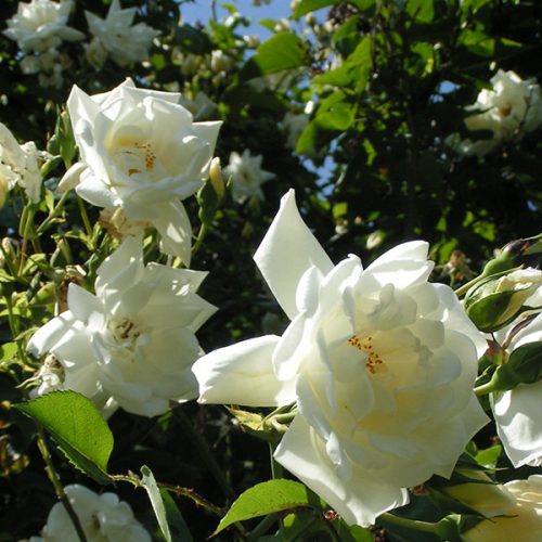 Bouquet D'or - Cream Climbing Rose