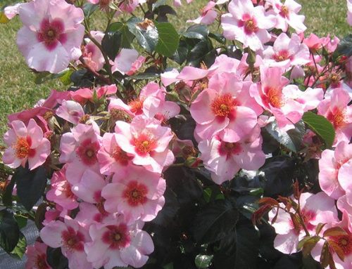 Roses Ideal For Container Growing