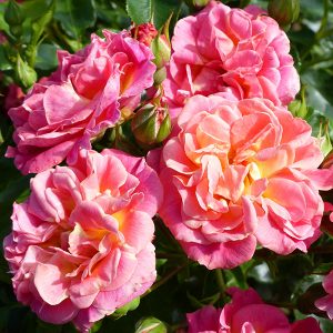 Cambridgeshire - Pink Ground Cover Rose