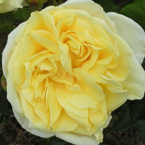 Casino - Yellow Climbing Rose