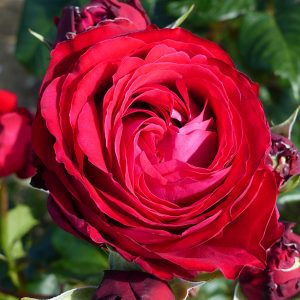 Catherine - Renaissance Rose