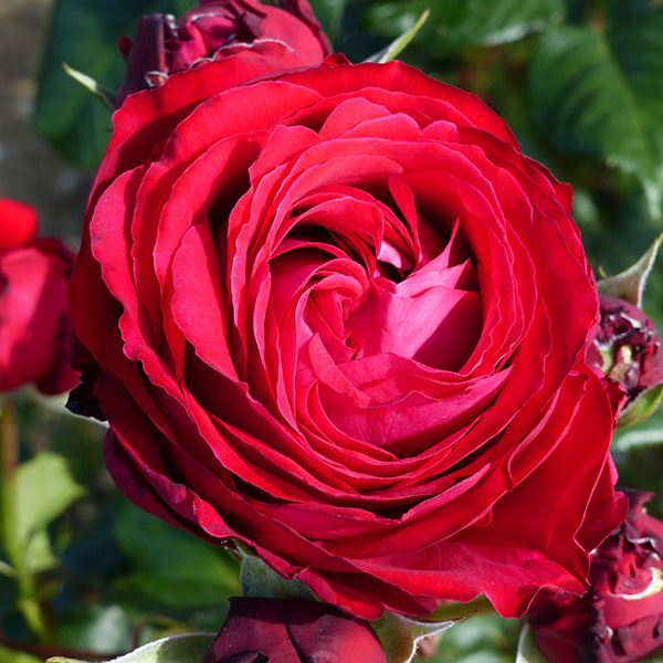 Catherine - Red Renaissance Rose