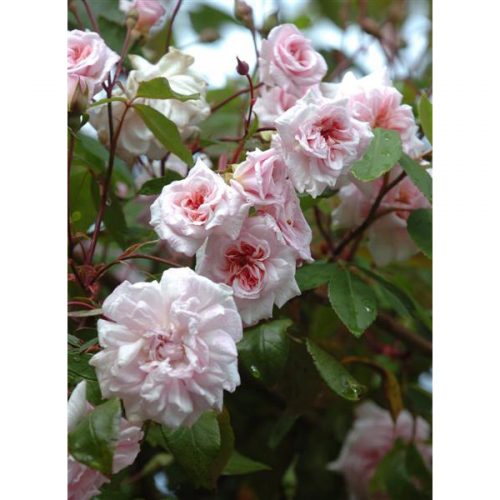 Cecile Brunner - Pink Climbing Rose