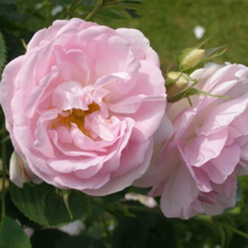 Celestial - Pink Alba Rose
