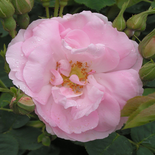 Celestial - Pink Alba Rose