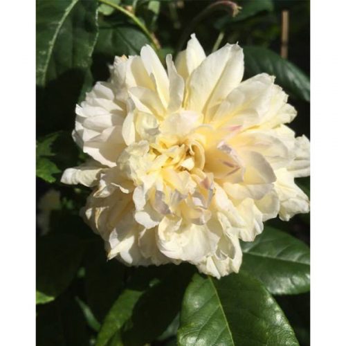 Celine Forrestier - Climbing Rose