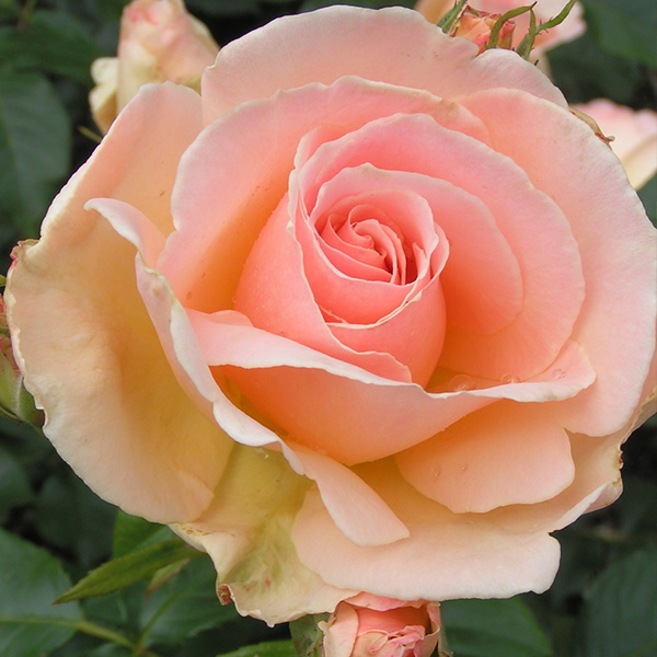 Chandos Beauty - Bush Rose