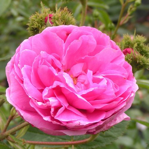 Chapeau de Napoleon is a Moss Rose with superb buds shaped like a hat.