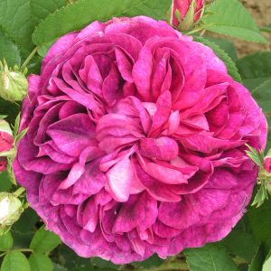 Buy Charles de Mills | Gallica Rose | Trevor White Specialist of Old Roses