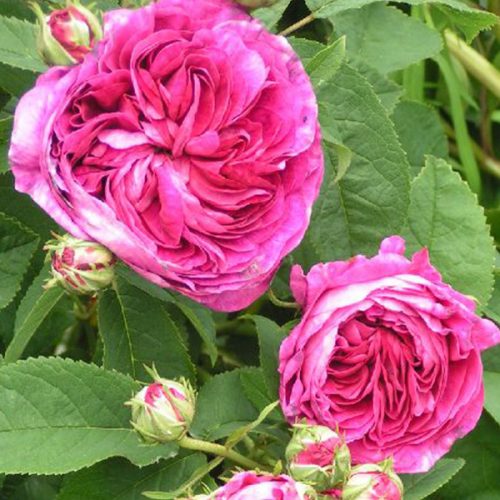Charles de Mills - Red Gallica Rose