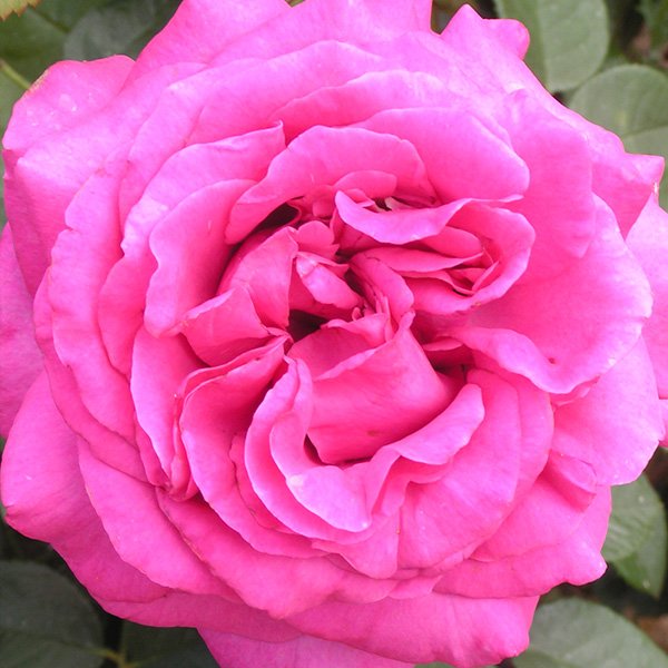 Chartreuse de Parme - Pink shrub Rose