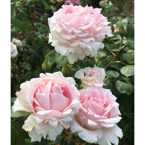 Chloe - Pink Renaissance Rose