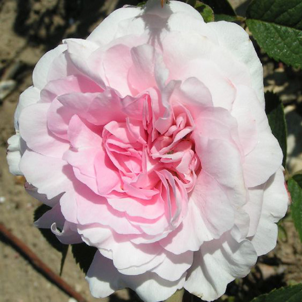Chloris - Pink Alba Rose