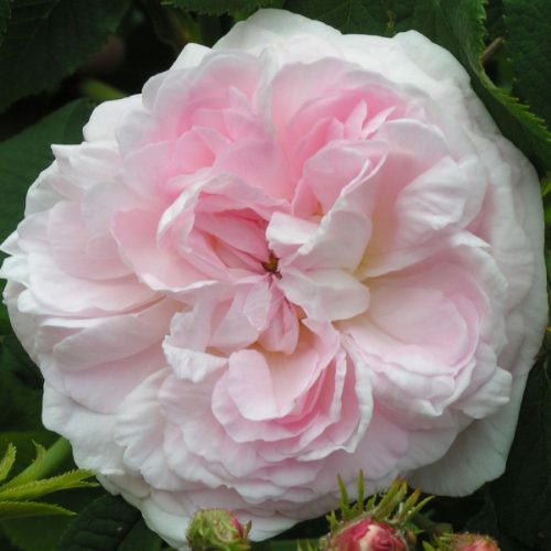 Chloris - Pink Alba Rose
