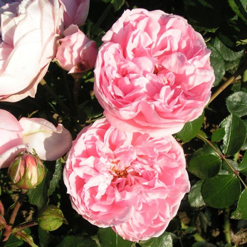 Cinderella - Pink Climbing Rose