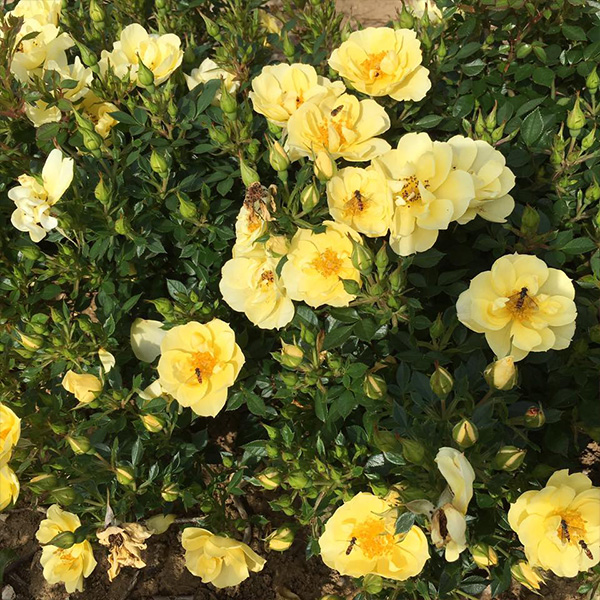 Clear Cover - Yellow Ground Cover Rose
