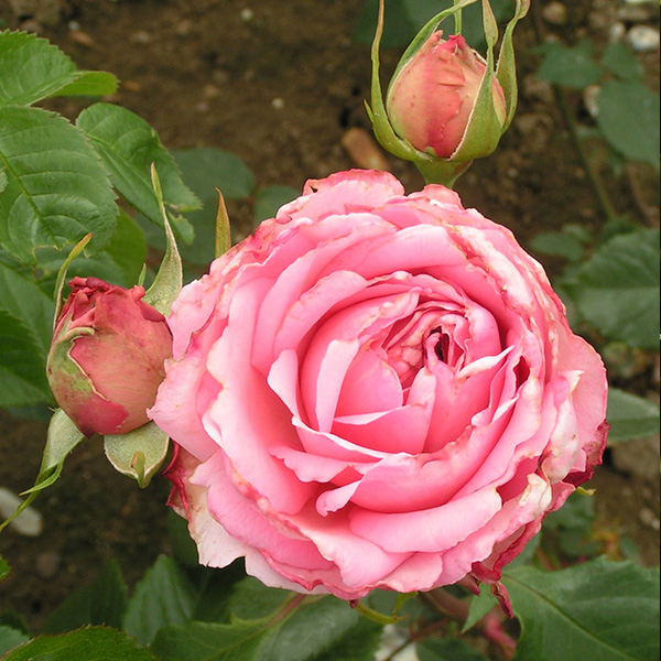 Columbia - Pink Climbing Rose