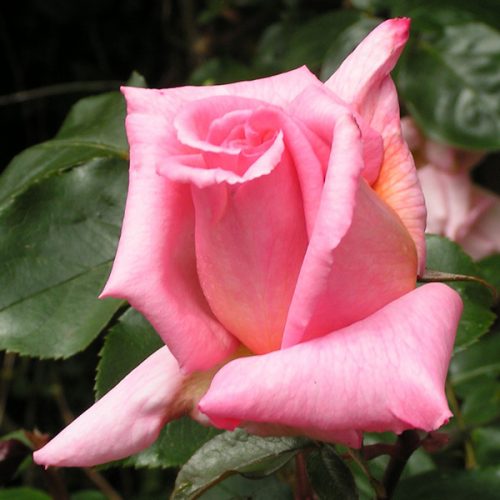 Compassion - Pink Climbing Rose