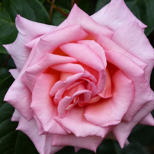 Compassion - Climbing Fragrant Rose