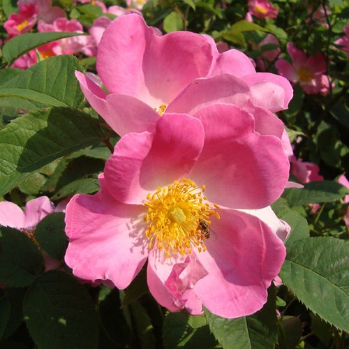 Rosa gallica 'Complicata' is a single pink wild rose.