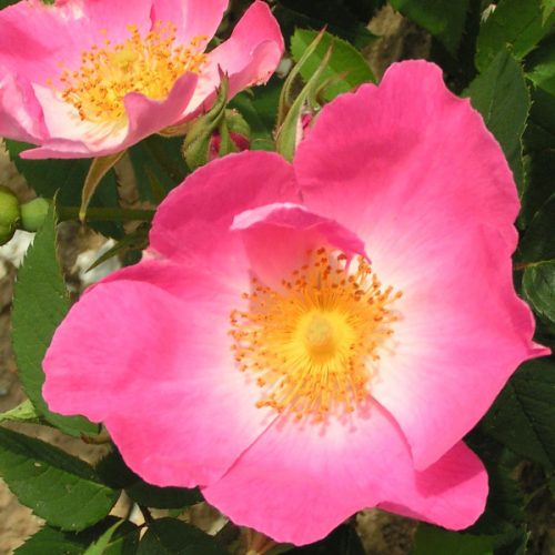 Complicate - Pink Gallica Rose