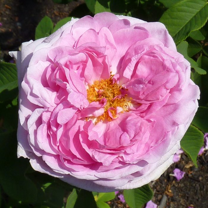 Comte de Chambord is a very old damask rose with supremily heavy scent.