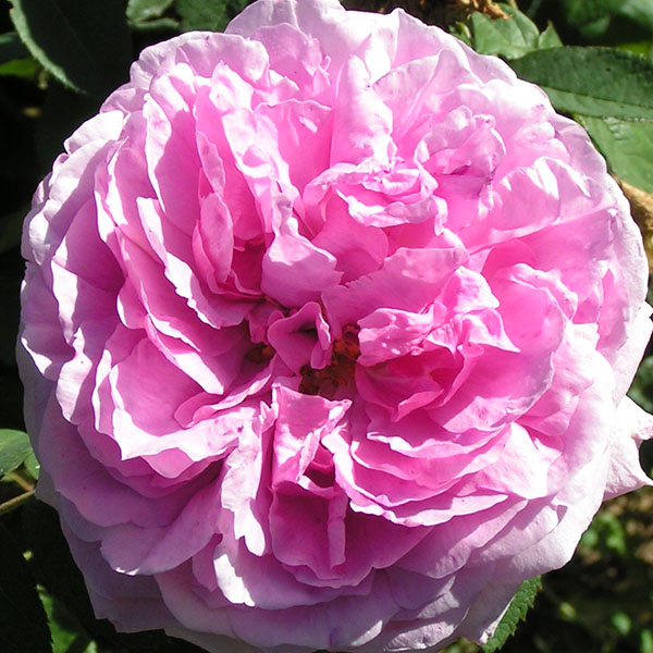 Comte de Chambord / Mme Boll - Pink Damask Rose