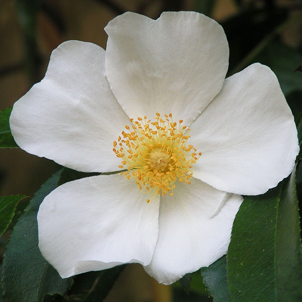 Cooper's Burmese - White Climbing Rose