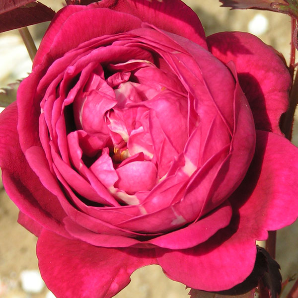 Cramoisi Supérieur - Red China Rose