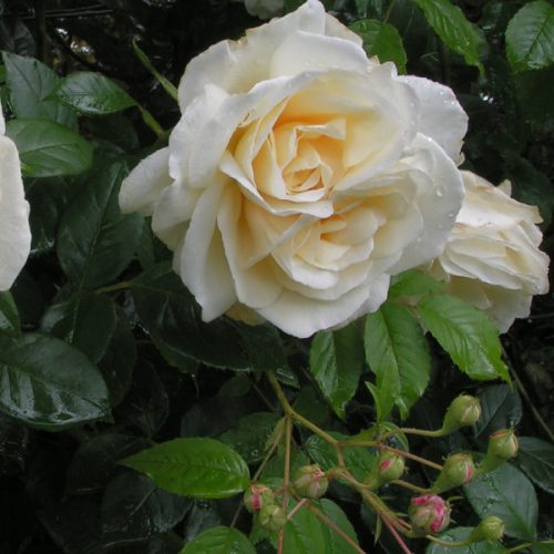Creme de la Creme - White Climbing Rose