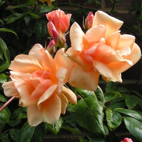 Crepescule - Orange Climbing Rose