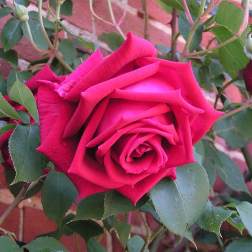 Crimson Glory - Red Climbing Rose