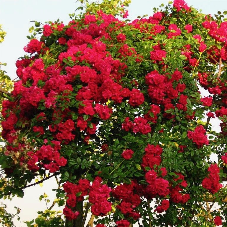 Crimson showers is a beautiful rich red rambling rose.