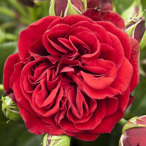 Cumberland - Red Climbing Rose