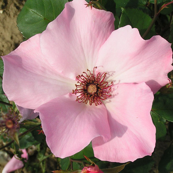Dainty Bess - Pink Rose