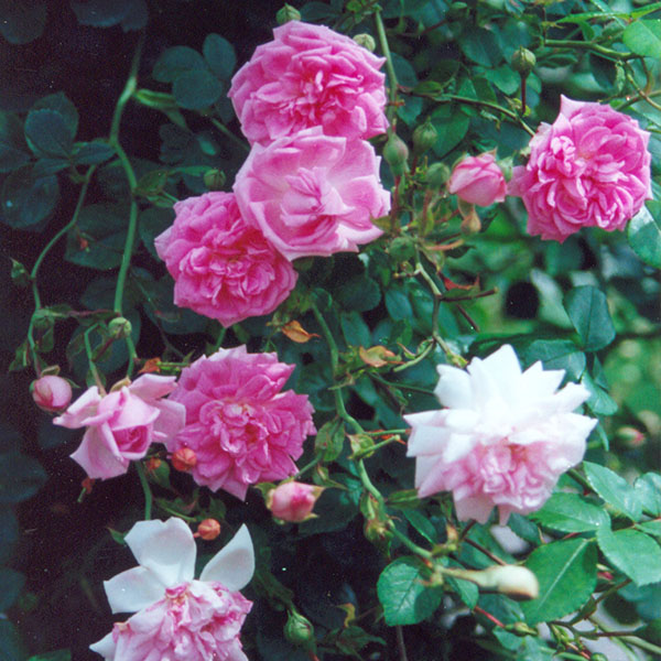 Debutante - Pink Rambling Rose