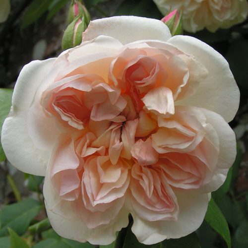 Desprez a Flears Jaunes - Climbing Rose