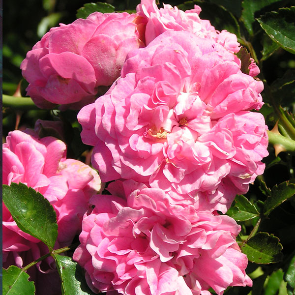 Dorothy Perkins - Pink Rambling Rose