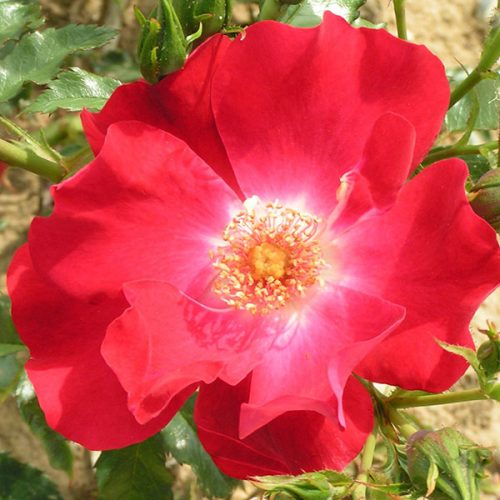 Dortmund - Red Rambling Rose