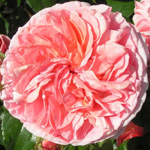 Duchess of Cornwall - Nostalgic Rose