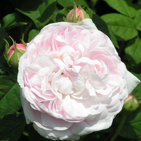 Duchesse de Montebello - Pink Gallica Rose