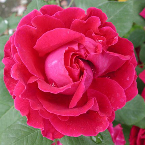 Duke of Wellington -Red Hybrid Perpetual Rose