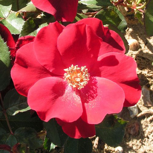 Dusky Maiden - Red Tea Rose