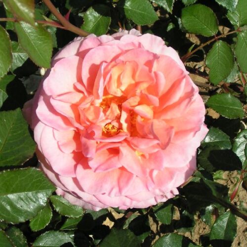 Abraham Darby is a pink English Rose with double blooms, introduced by David Austin in 1985.