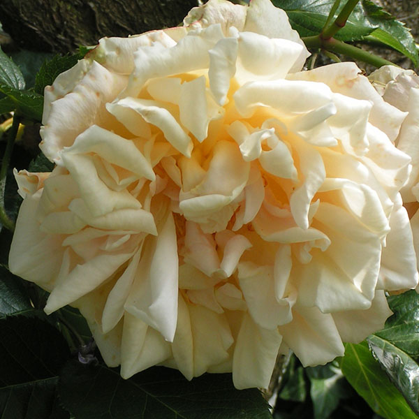 Easleas Golden Rambler - Yellow Rambling Rose