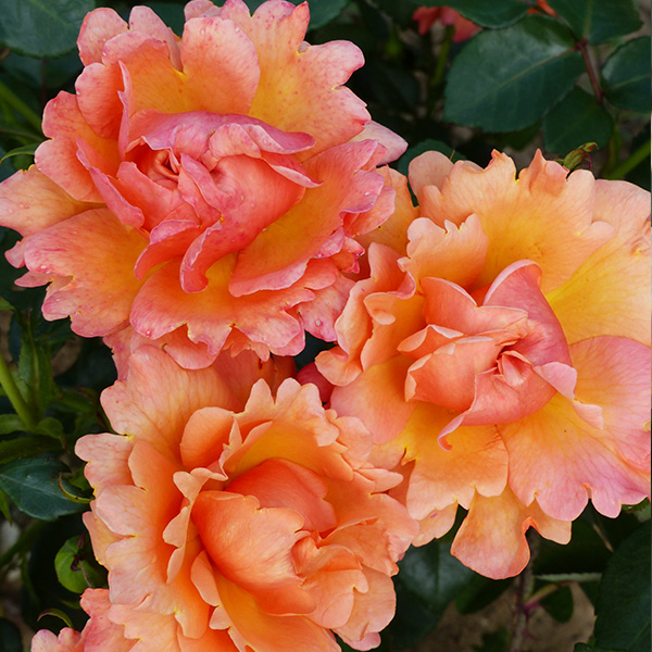 Easy Does It - Orange Bush Rose